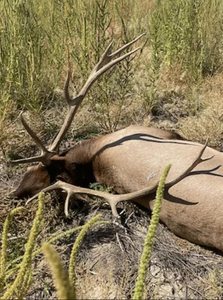 Chase Colorado's Deers